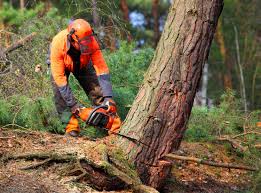 Best Tree Trimming and Pruning  in Jamestown, TN